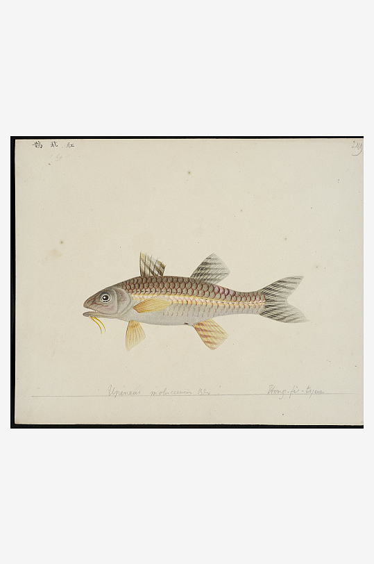 古风海鱼图装饰画图片素材-众图网