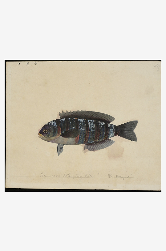 古风海鱼图装饰画图片素材-众图网