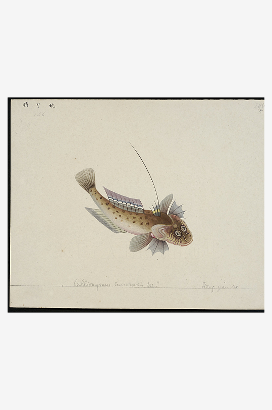 古风海鱼图装饰画图片素材-众图网