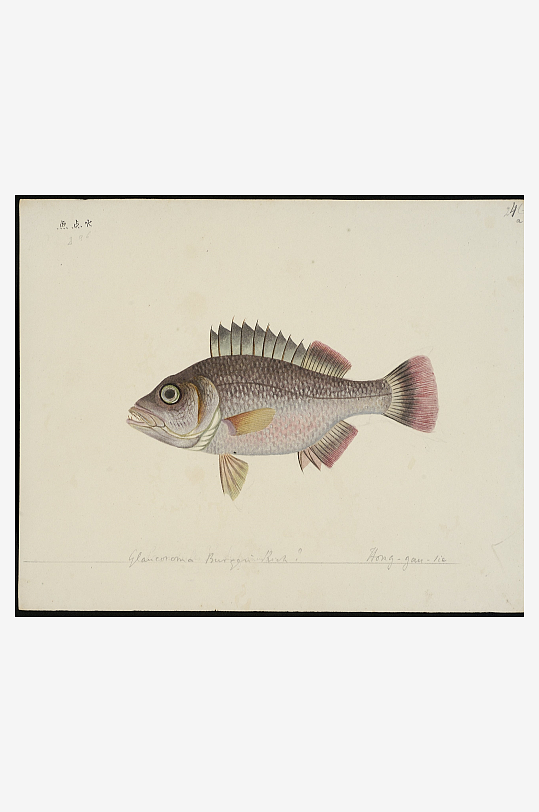 古风海鱼图装饰画图片素材-众图网