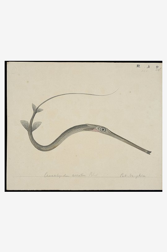 古风海鱼图装饰画图片素材-众图网