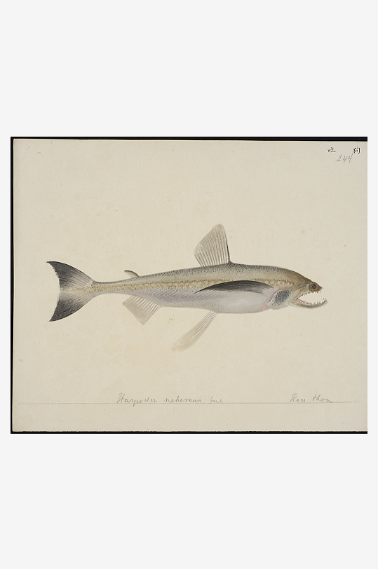 古风海鱼图装饰画图片素材-众图网