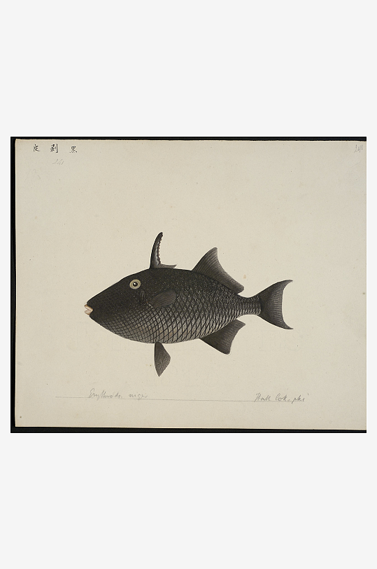 古风海鱼图装饰画图片素材-众图网