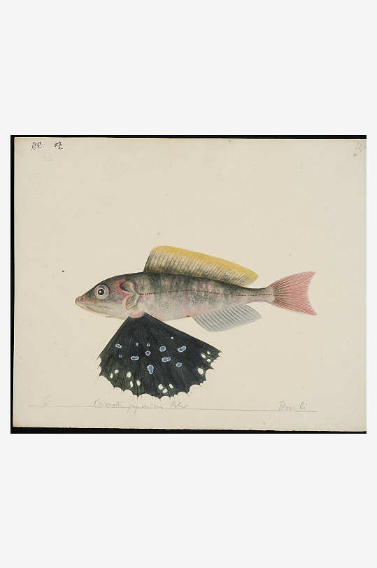 古风海鱼图装饰画图片素材-众图网