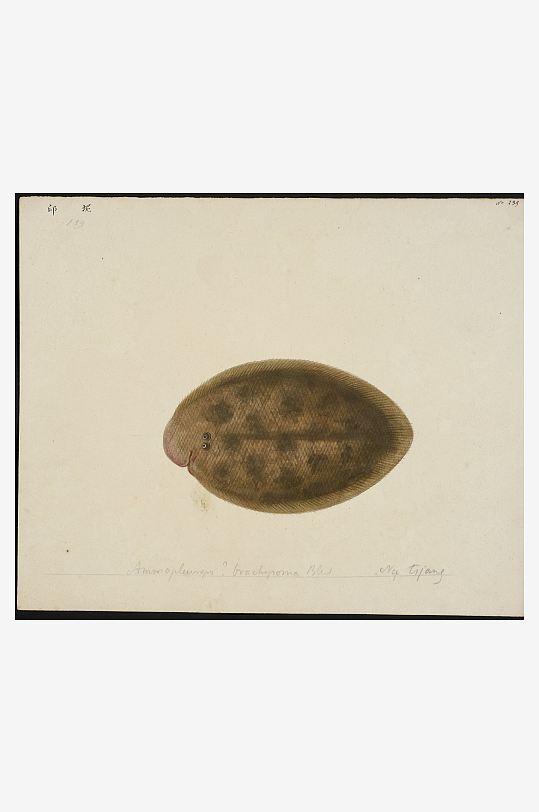 古风海鱼图装饰画图片素材-众图网