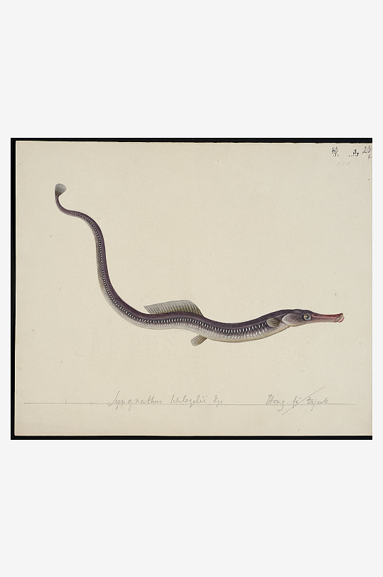 古风海鱼图装饰画图片素材-众图网