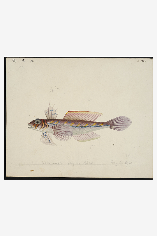 古风海鱼图装饰画图片素材-众图网