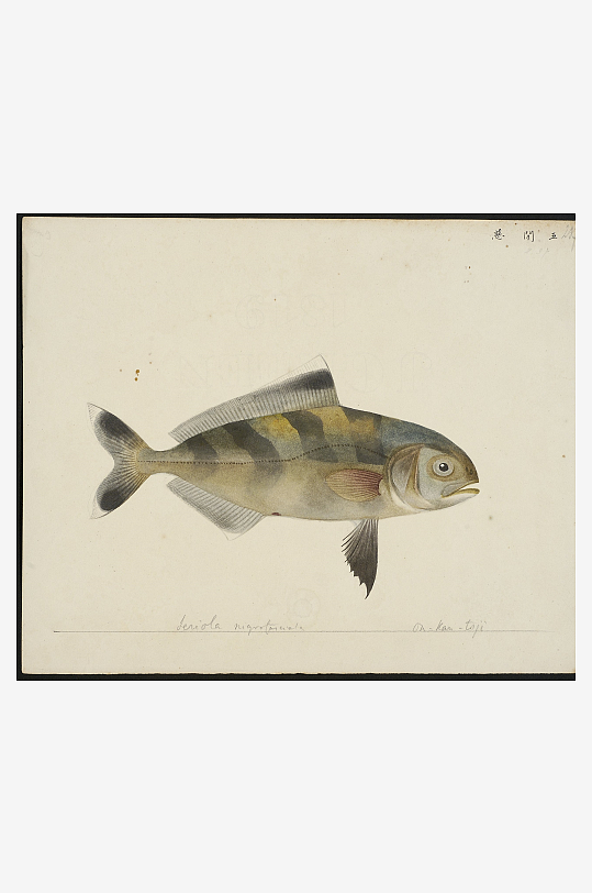 古风海鱼图装饰画图片-众图网