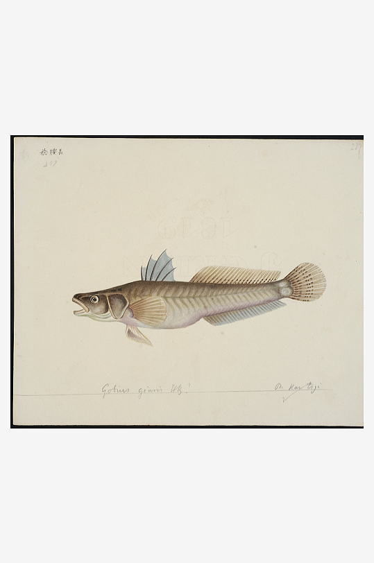 古风海鱼图装饰画图片-众图网