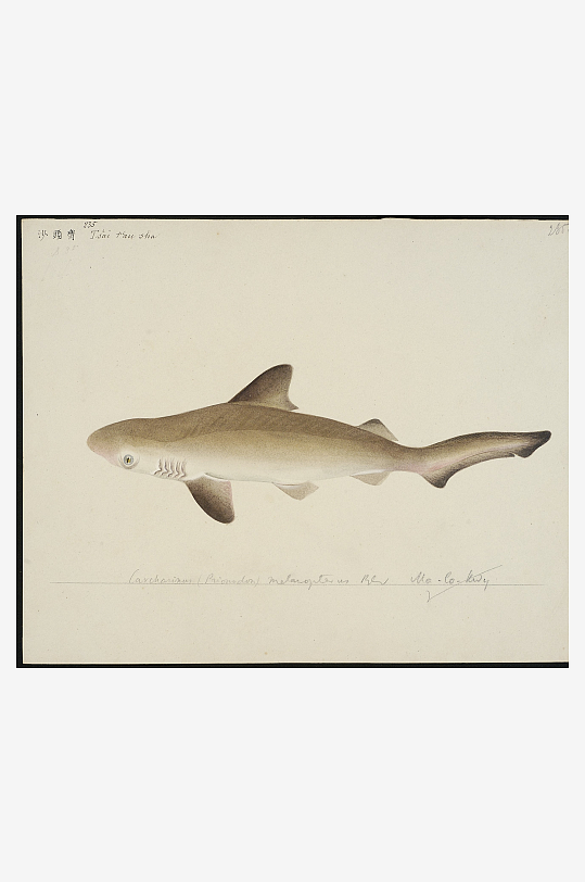 古风海鱼图装饰画图片-众图网