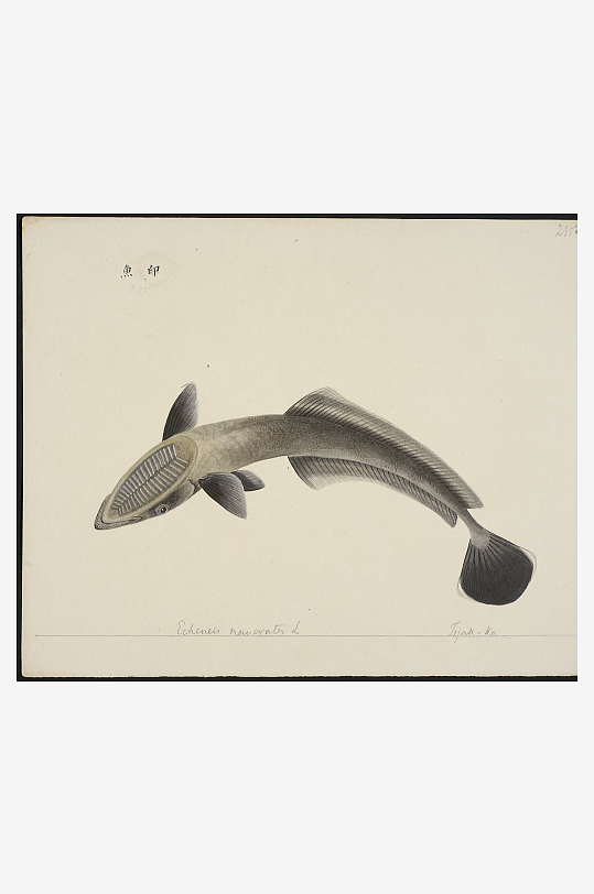 古风海鱼图装饰画图片-众图网