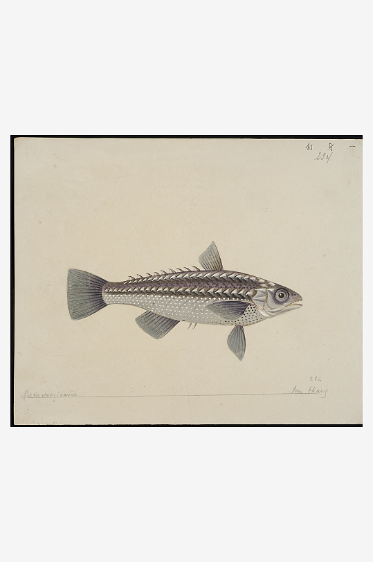 古风海鱼图装饰画图片-众图网