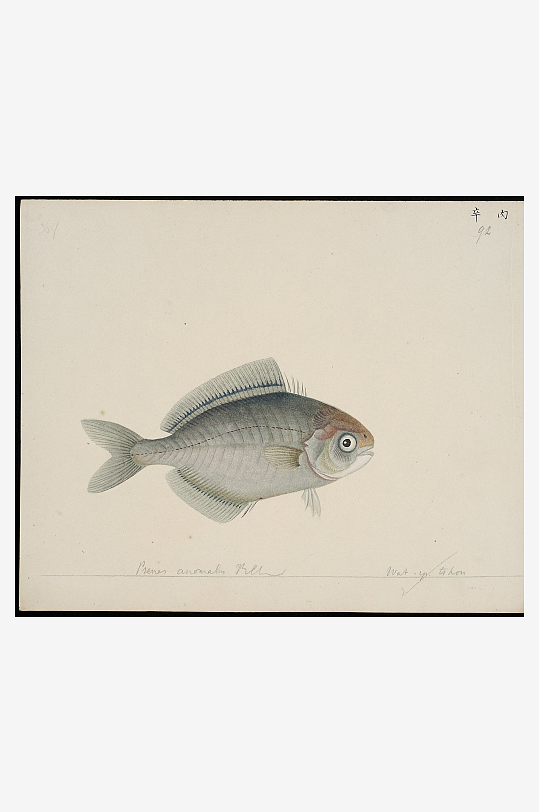 古风复古海鱼图装饰画图片素材-众图网