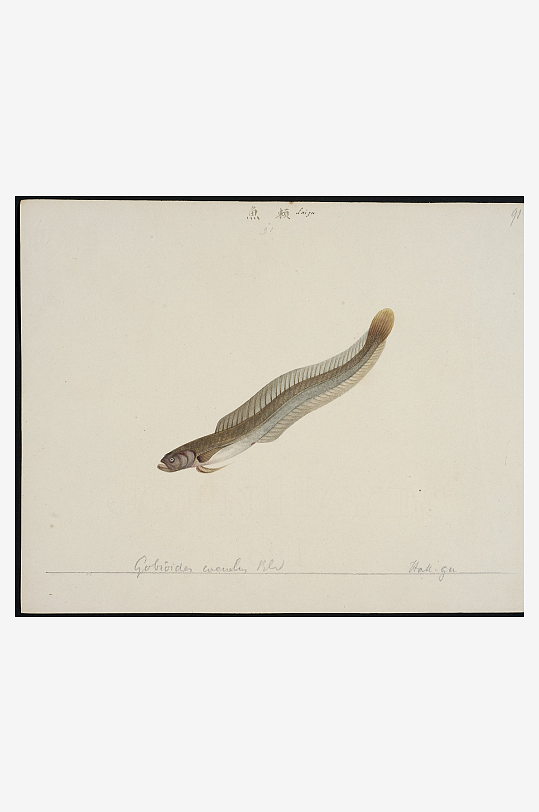 古风复古海鱼图装饰画图片素材-众图网