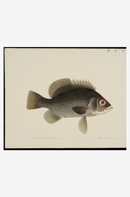 古风复古海鱼图装饰画图片素材-众图网