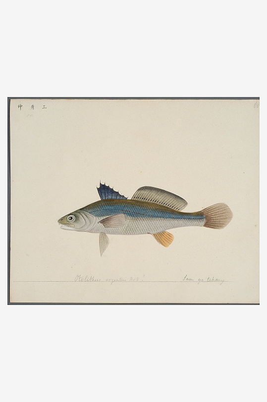 古风复古海鱼图装饰画图片素材-众图网