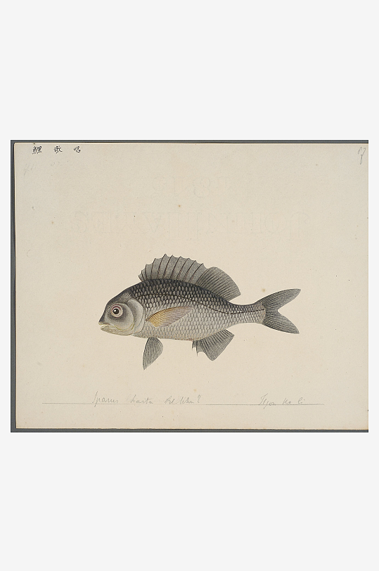 古风复古海鱼图装饰画图片素材-众图网