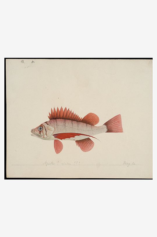 古风复古海鱼图装饰画图片素材-众图网