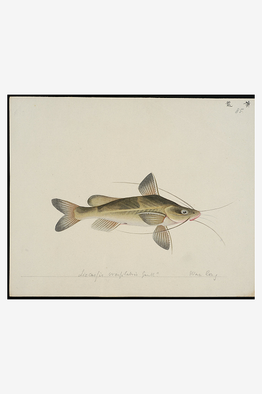 古风复古海鱼图装饰画图片素材-众图网