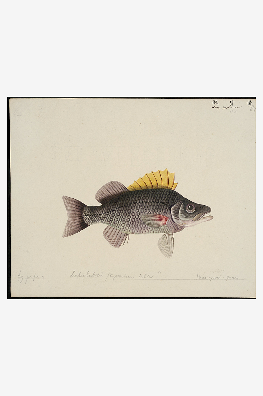 古风复古海鱼图装饰画图片素材-众图网