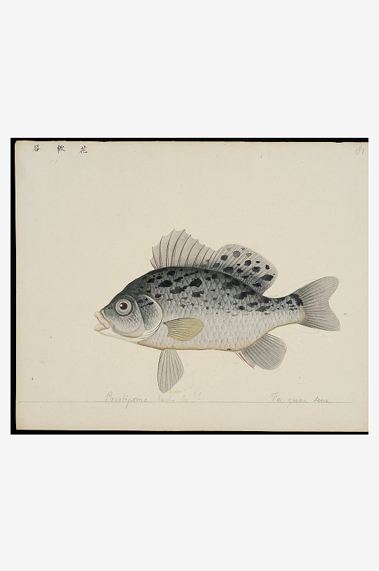 古风复古海鱼图装饰画图片-众图网