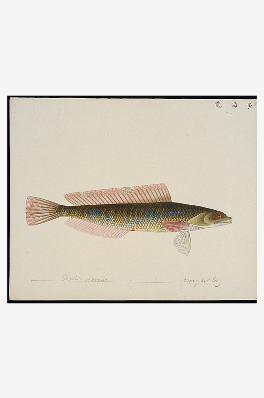 古风复古海鱼图装饰画图片-众图网