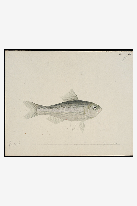 古风复古海鱼图装饰画图片-众图网