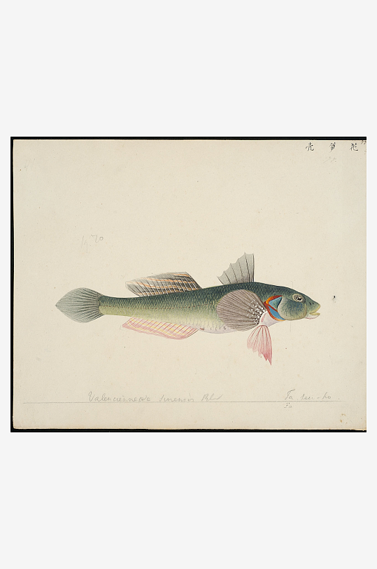 古风复古海鱼图装饰画图片-众图网