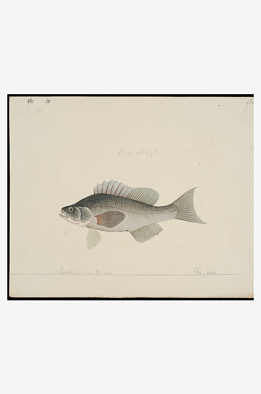 古风复古海鱼图装饰画图片-众图网