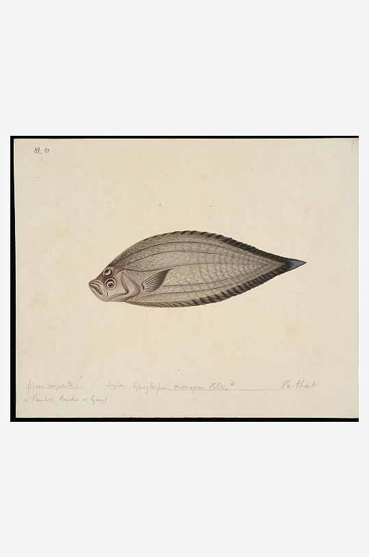 古风复古海鱼图装饰画图片-众图网