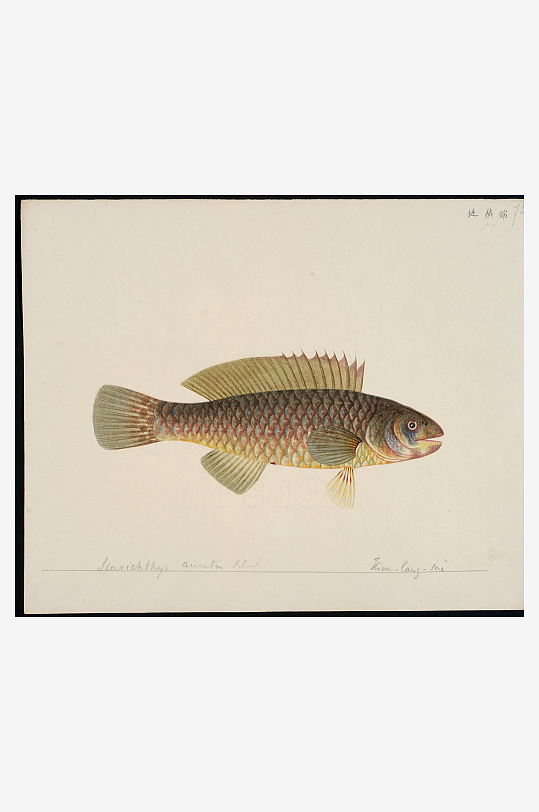 古风复古海鱼图装饰画图片-众图网