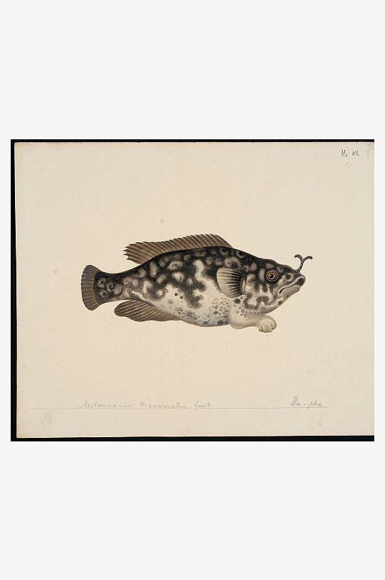 古风复古海鱼图装饰画图片-众图网