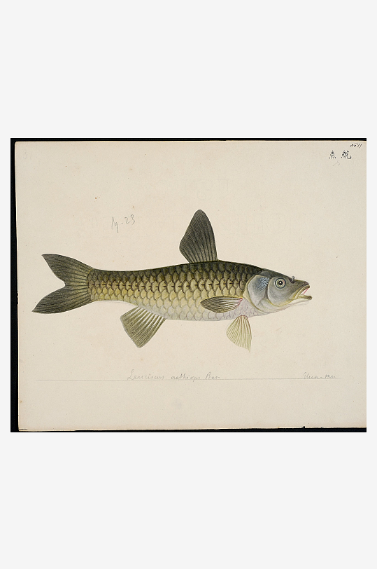 古风复古海鱼图装饰画图片-众图网