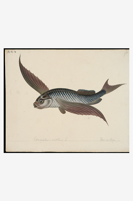 古风复古海鱼图装饰画图片-众图网