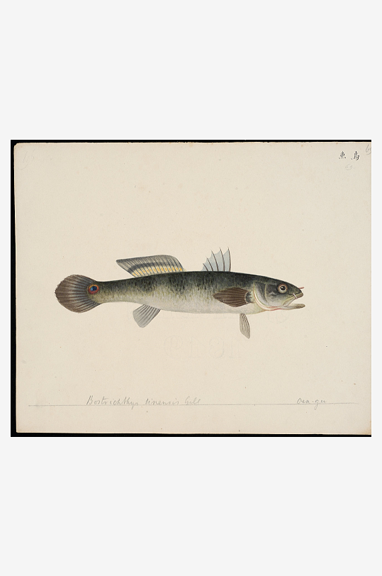 古风复古海鱼图装饰画图片-众图网