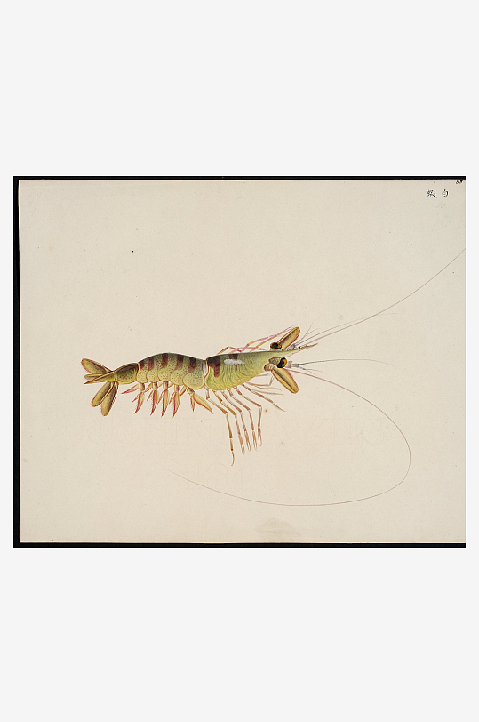 古风复古海鱼图装饰画图片-众图网