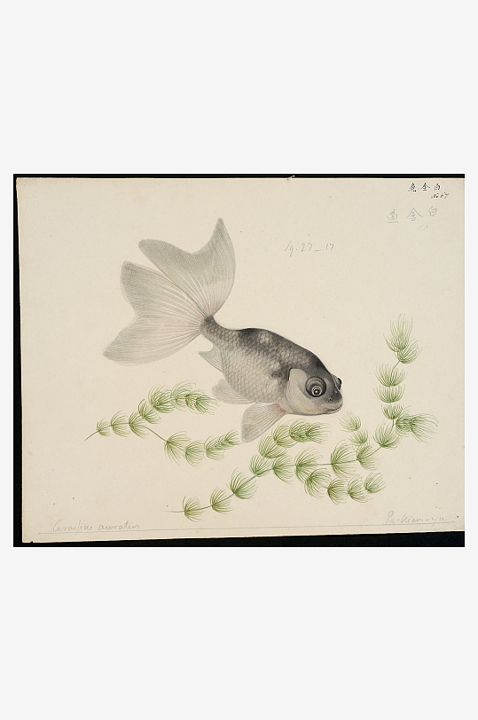 古风复古海鱼图装饰画图片-众图网