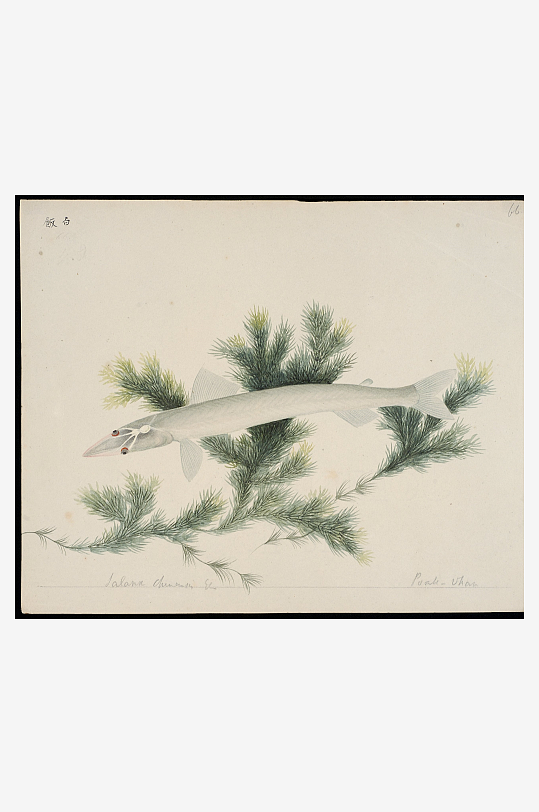 古风复古海鱼图装饰画图片-众图网