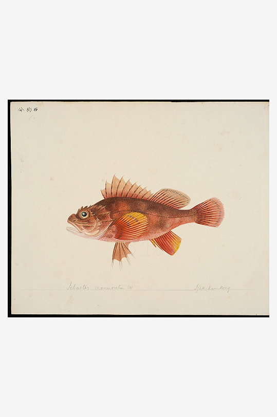 古风复古海鱼图装饰画图片-众图网