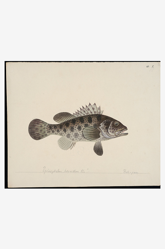 古风复古海鱼图装饰画图片-众图网