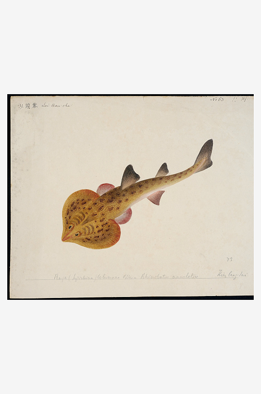 古风复古海鱼图装饰画图片-众图网