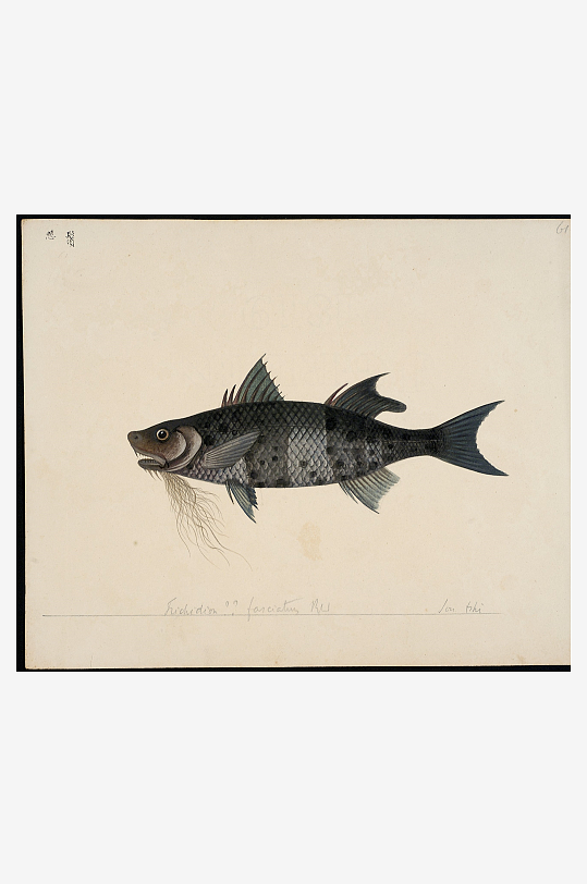 古风复古海鱼图装饰画-众图网