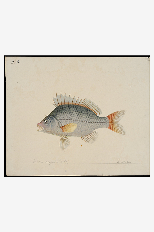 古风复古海鱼图装饰画图片素材-众图网