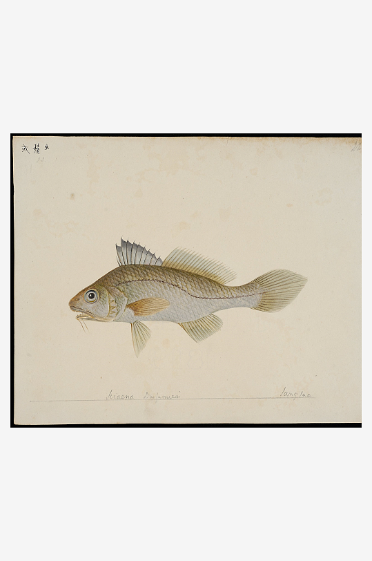 古风复古海鱼图装饰画图片素材-众图网