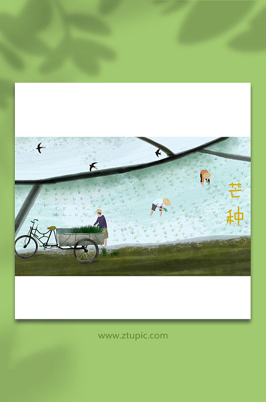 十二节气芒种春耕插秧谷雨插画素材