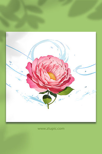 粉色创意柔性水出芙蓉花朵免抠素材47