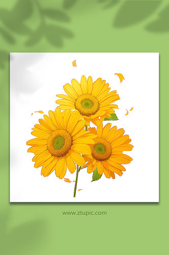 黄色手绘向日葵花束免抠素材61