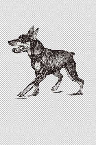 杜宾犬手绘线条矢量插画图