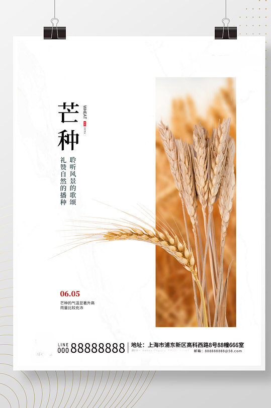 白色简约创意小麦传统二十四节气芒种海报