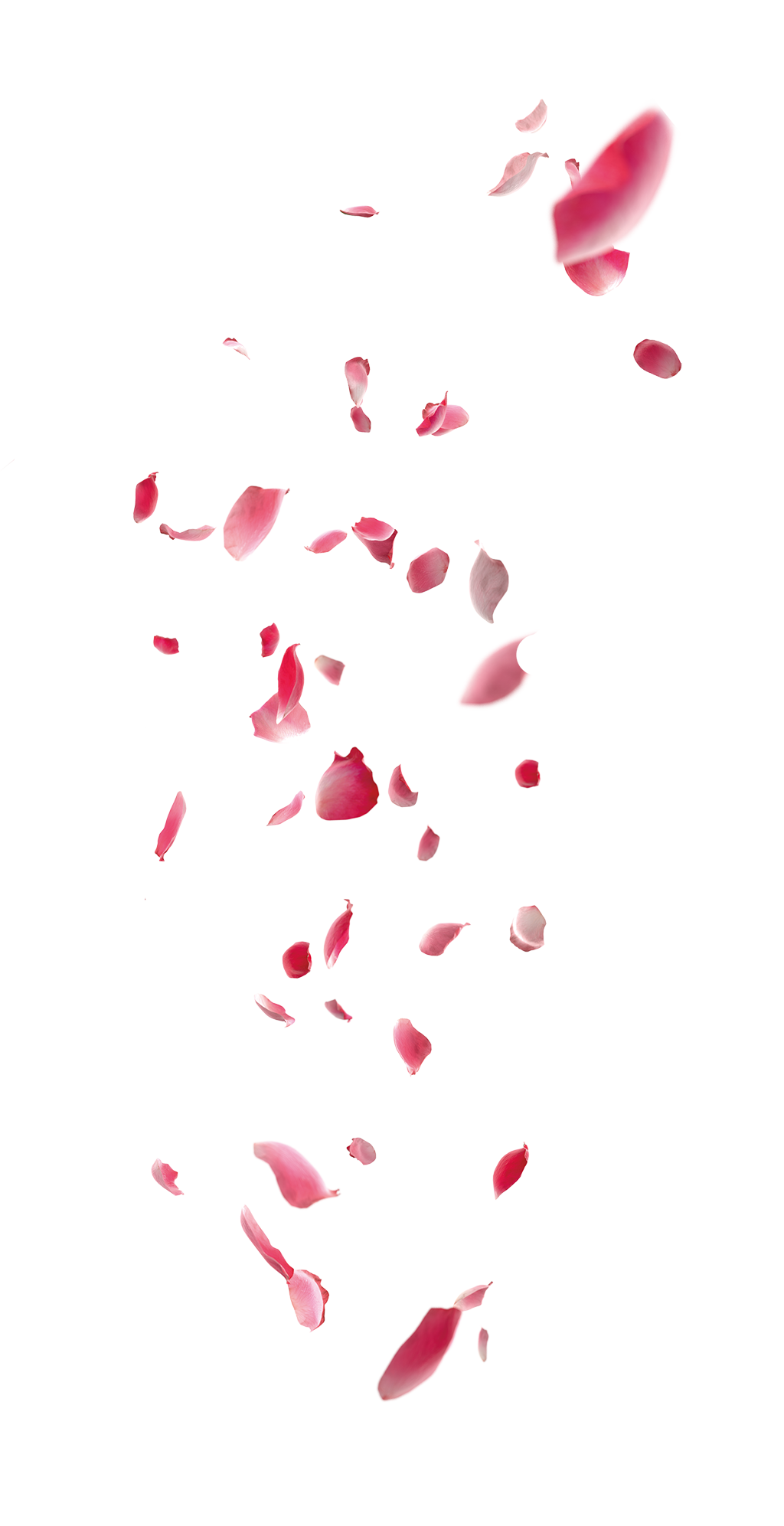 红色悬浮玫瑰花瓣素材
